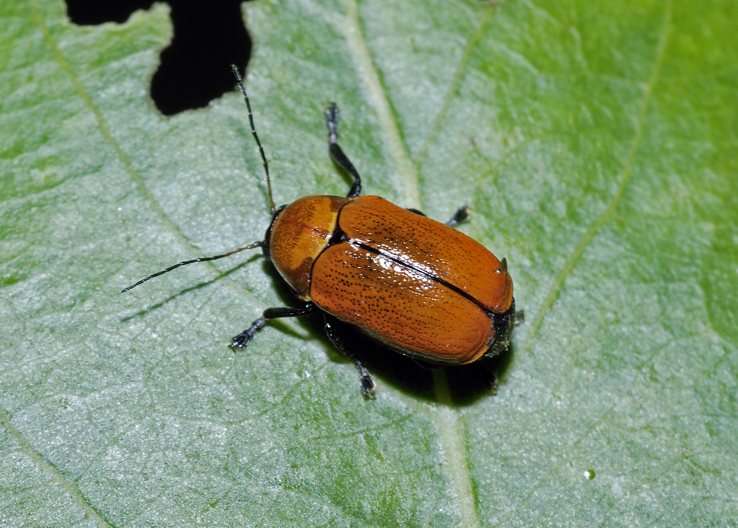 Coleottero da identificare: Cryptocephalus coryli